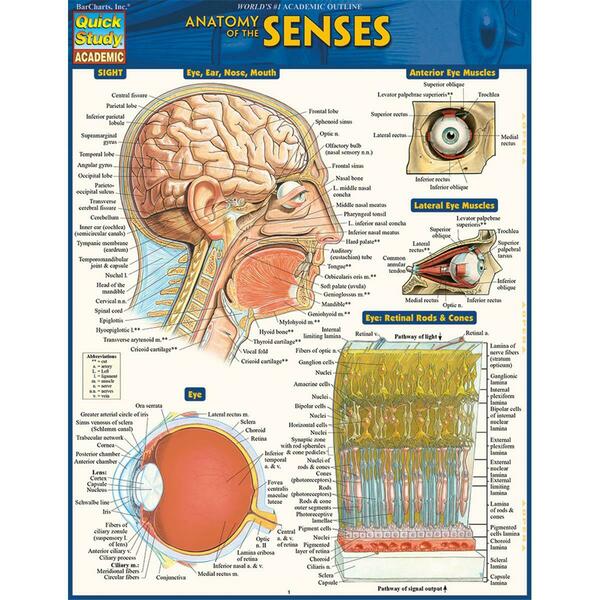 Barcharts Publishing Anatomy of the Senses 9781423234600